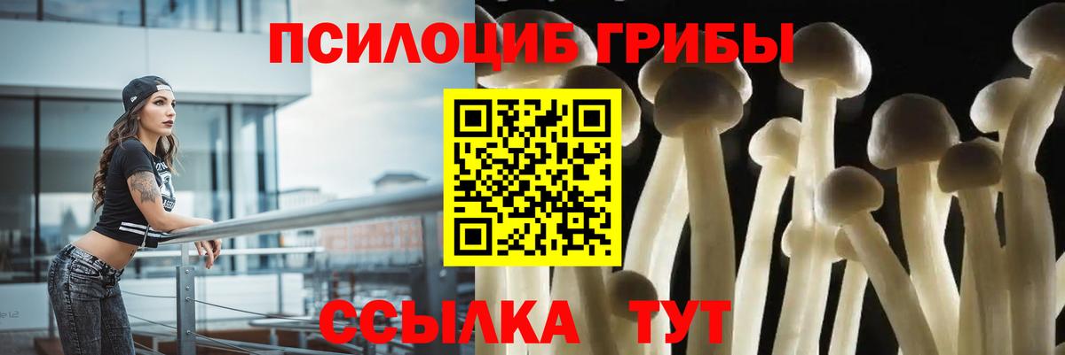Галлюциногенные грибы Psilocybe Минусинск